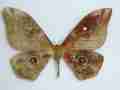 Imbrasia obscura (gynandromorph cameroon) (Internet Image property of respective owner, non-commercial use only)